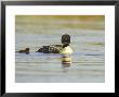 Great Northern Diver, Adult In Breeding Plumage With Young Chick On Inland Lake, Iceland by Mark Hamblin Limited Edition Print