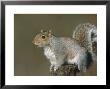 Grey Squirrel, Close-Up Portrait In Winter Coat, Uk by Mark Hamblin Limited Edition Print