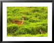 Java Deer, Mauritius by Roger De La Harpe Limited Edition Print