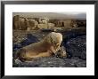 Galapagos Sea Lion, Cow With Young Pup, Galapagos by Mark Jones Limited Edition Print