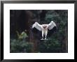 King Vulture, Landing, Tambopata River, Peruvian Amazon by Mark Jones Limited Edition Print