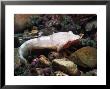 Small-Headed Clingfish, Loch Fyne, Uk by Paul Kay Limited Edition Print