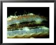 Great Scallop, Showing Eyes, North Wales by Paul Kay Limited Edition Print