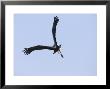 White Or Woolly Necked Stork, Single Stork Flying, Madhya Pradesh, India by Elliott Neep Limited Edition Print