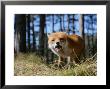 Red Fox, Red Fox Eating In Pine Woodland, Lancashire, Uk by Elliott Neep Limited Edition Print