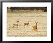 Roe Deer, Doe And Two Fawns In Fallow Field, Uk by Elliott Neep Limited Edition Print