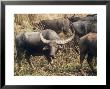 Indian Buffalo, Male, India by Stan Osolinski Limited Edition Print