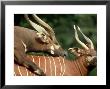 Bongo, Mating Pair, Zoo Animal by Stan Osolinski Limited Edition Print