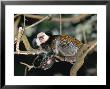 Geoffroys Marmoset, Zoo Animal by Stan Osolinski Limited Edition Print