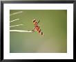 Halloween Pennant On Hunt Perch, Florida, Usa by Stan Osolinski Limited Edition Print