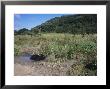 Water Buffalo, The Welsh Wildlife Centre And Teifi Marshes Reserve, Wales by O'toole Peter Limited Edition Print