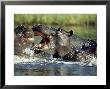 Hippopotamus, Fighting by Richard Packwood Limited Edition Pricing Art Print