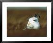 Mountain Hare Or Blue Hare, Peering Over Hill Conspicuous With No Snow, Scotland, Uk by Richard Packwood Limited Edition Print