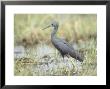 Slaty Egret, Edge Of Khwai River, Botswana by Richard Packwood Limited Edition Print
