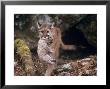Mountain Lion, Female And Cub, Usa by Mary Plage Limited Edition Print