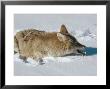 Coyote, Catching Mouse In Winter Snow, Usa by Mary Plage Limited Edition Print