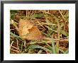 Meadow Brown Butterfly, Adult Female Resting, Cambridgeshire, Uk by Keith Porter Limited Edition Print
