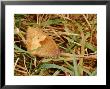 Meadow Brown Butterfly, Adult Female Resting, Cambridgeshire, Uk by Keith Porter Limited Edition Pricing Art Print