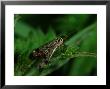 Scorpion Fly, Adult Male Hunting, Cambridgeshire, Uk by Keith Porter Limited Edition Print