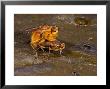 Dung Flys, Mating Pair, Cambridgeshire, Uk by Keith Porter Limited Edition Print