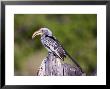 Yellowbilled Hornbill, Moremi, Botswana by Mike Powles Limited Edition Print