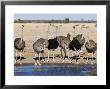 Ostrich, Male And Females Drinking, Botswana by Mike Powles Limited Edition Print