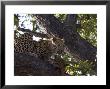 Leopard, Male With Kill In Tree, Botswana by Mike Powles Limited Edition Pricing Art Print