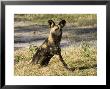 African Hunting Dog, Male Resting After Hunt, Okavango Delta, Botswana by Mike Powles Limited Edition Print