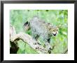 Wild Cat Adult In Aggressive Pose, Uk by Mike Powles Limited Edition Print