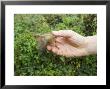 Robin, Being Released Having Been Ringed, Uk by Mike Powles Limited Edition Print