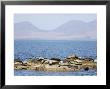 Seals, Scotland by Keith Ringland Limited Edition Pricing Art Print