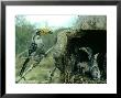 Yellow-Billed Hornbill by Alan Root Limited Edition Print