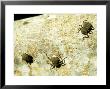 Giant Tenebrionid Beetles, Seychelles by Rick Price Limited Edition Print