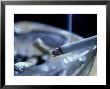 Cigarette In Ashtray by Iain Sarjeant Limited Edition Print