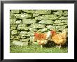 Hens And Wall, Scotland by Iain Sarjeant Limited Edition Print
