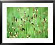 Ribwort, Caithness, Scotland by Iain Sarjeant Limited Edition Pricing Art Print