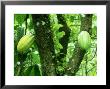 Cocoa, Pods In A Plantation, Tobago by Alastair Shay Limited Edition Print