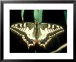 European Swallowtail At Rest by Alastair Shay Limited Edition Pricing Art Print