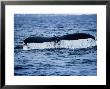 Humpback Whales, Raising Flukes, Mexico by Gerard Soury Limited Edition Print