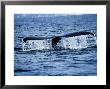 Humpback Whale, Raising Flukes, Mexico by Gerard Soury Limited Edition Print