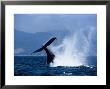 Humpback Whale, Lobtailing, Puerto Vallarta by Gerard Soury Limited Edition Print