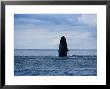 Humpback Whale, Breaching, Azores by Gerard Soury Limited Edition Print