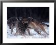 Gray Wolves In Dominance Struggle, Canis Lupus, Mn by Robert Franz Limited Edition Print
