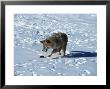 Coyote, Canis Latrans, Playing With Vole, Mt by Robert Franz Limited Edition Print