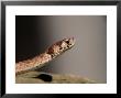 Northern Brown Snake, Storeria Dkayidekayi by Larry F. Jernigan Limited Edition Print