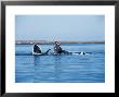 Grey Whale, Mating, Mexico by Gerard Soury Limited Edition Print