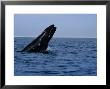 Gray Whale, Juvenile Breaching, Magdelena Bay by Gerard Soury Limited Edition Print