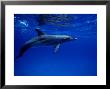 Atlantic Spotted Dolphin, Underwater, Bahamas by Gerard Soury Limited Edition Print