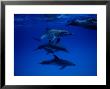 Atlantic Spotted Dolphins, Group Swimming, Bahamas by Gerard Soury Limited Edition Print