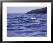 Rissos Dolphins At Surface, Azores, Portugal by Gerard Soury Limited Edition Print